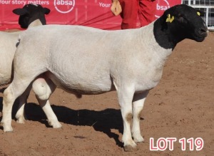 1X DORPER RAM LAMBERT VORSTER