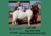 1X BOERGOAT BUCK CALLIE LEMCKE FARMING