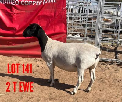 1X DORPER EWE JOSEPH BIMBO