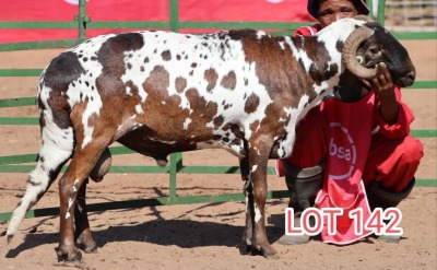 1X DAMARA RAM LAMBERT VORSTER