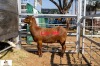 1X KALAHARI RED DOE THE A&G FARMSTEAD