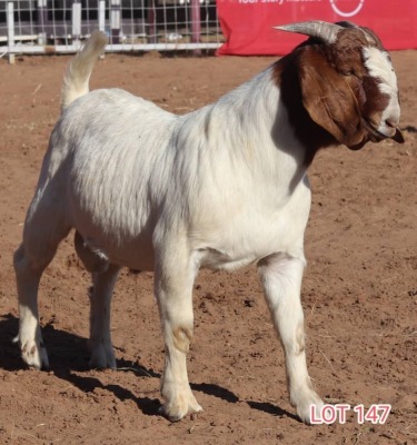 1X BOERGOAT BUCK LAMBERT VORSTER