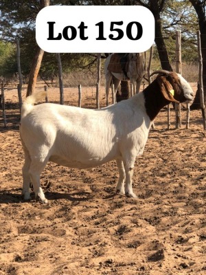 1X BOERGOAT DOE INNOCENT BIMBO