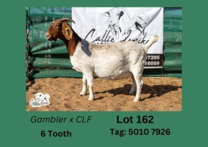 1X BOERGOAT DOE CALLIE LEMCKE FARMING