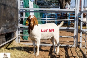 1X BOERGOAT DOE THE A&G FARMSTEAD