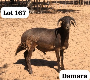 1X DAMARA RAM INNOCENT BIMBO