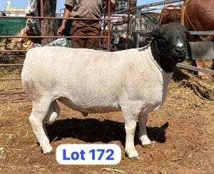 1X DORPER RAM PHILLIP VAN NIEKERK