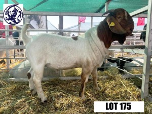 1X BOERGOAT BUCK HACKETTE (PTY) LTD