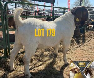 1X BOERGOAT BUCK HV8 BOER GOATS