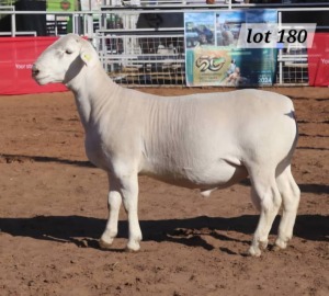 1X WHITE DORPER RAM JACO BEUKES