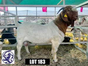 1X BOERGOAT BUCK HACKETTE (PTY) LTD