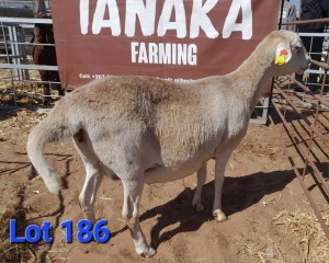 1X MEATMASTER EWE GILBERT PEACOCK JNR