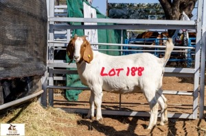 1X BOERGOAT DOE THE A&G FARMSTEAD