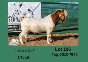 1X BOERGOAT BUCK CALLIE LEMCKE FARMING