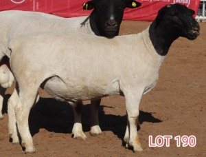 1X DORPER RAM LAMBERT VORSTER