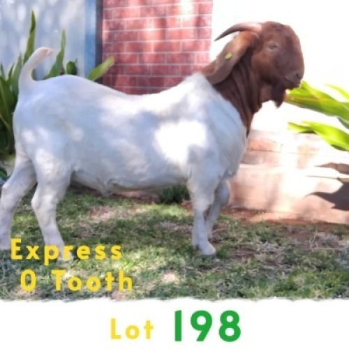 1X BOERGOAT BUCK JOSEPH BIMBO