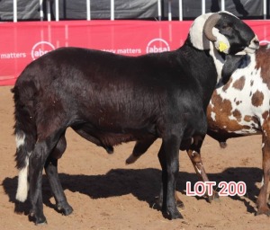 1X DAMARA RAM LAMBERT VORSTER