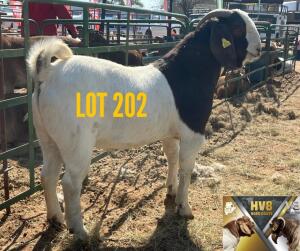 1X BOERGOAT BUCK HV8 BOER GOATS