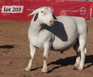 1X WHITE DORPER RAM JACO BEUKES