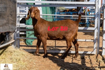 1X KALAHARI RED DOE THE A&G FARMSTEAD