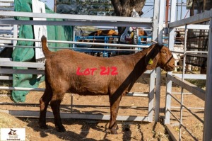 1X KALAHARI RED DOE THE A&G FARMSTEAD