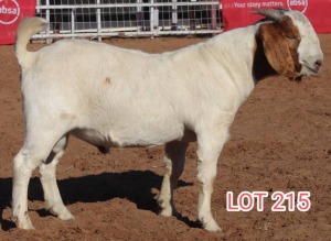 1X BOERGOAT BUCK LAMBERT VORSTER