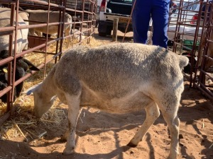 1X WHITE DORPER EWE BOFELO TJATINDI