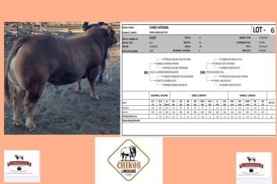 1X LIMOUSIN BULL CHICOS LIMOUSINS