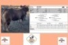 1X LIMOUSIN BULL CHICOS LIMOUSINS