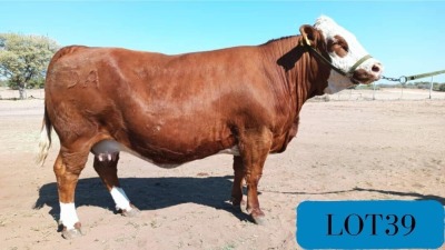 1X SIMMENTAL HEIFER THOLO HOLDINGS