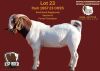 1X BOER GOAT FLOCK COLOR 7-198 BUCK ESP BOERBOK STOET