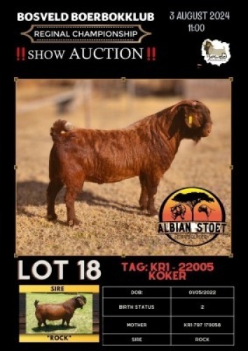 1X KALAHARI RED STUD 7-051 BUCK ALBIAN STOET