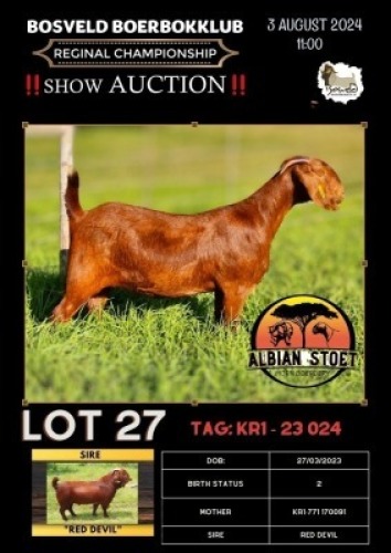 1X KALAHARI RED STUD 10-228 PREGNANT DOE ALBIAN STOET