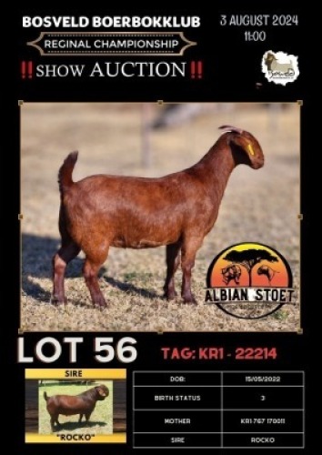 1X KALAHARI RED STUD 7-040 DOE ALBIAN STOET