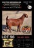 1X KALAHARI RED STUD 7-040 DOE ALBIAN STOET