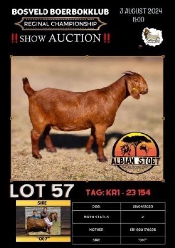 1X KALAHARI RED STUD 7-041 PREGNANT DOE ALBIAN STOET