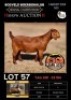 1X KALAHARI RED STUD 7-041 PREGNANT DOE ALBIAN STOET