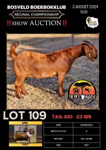 1X KALAHARI RED FLOCK 7-163 DOE ALBIAN STOET