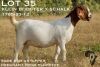 1X BOER GOAT STUD 2-062 PREGNANT DOE KOATI BOER GOAT STUD