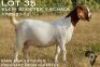 1X BOER GOAT STUD 2-062 PREGNANT DOE KOATI BOER GOAT STUD