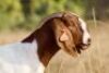 1X BOER GOAT STUD 2-062 PREGNANT DOE KOATI BOER GOAT STUD - 2