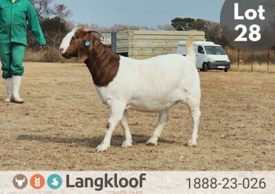 1X BOER GOAT STUD 10-271 DOE LANGKLOOF BOERBOKSTOET