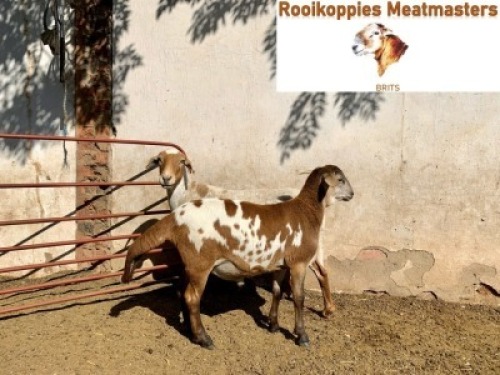 LOT 3 1+1 X MEATMASTER OOI ROOIKOPPIES MEATMASTERS