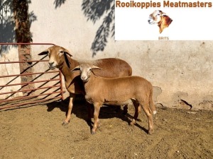 LOT 26 1+1 X MEATMASTER OOI ROOIKOPPIES MEATMASTERS