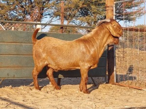 1X KALAHARI RED BUCK REGVIC STUD