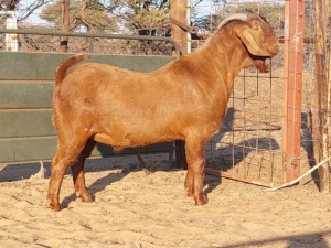 1X KALAHARI RED BUCK REGVIC STUD