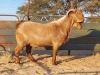 1X KALAHARI RED BUCK REGVIC STUD