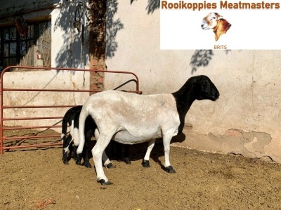 LOT 49 1+2 X MEATMASTER OOI ROOIKOPPIES MEATMASTERS