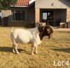 1X BOERGOAT BUCK REGVIC STUD