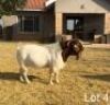 1X BOERGOAT BUCK REGVIC STUD